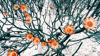 iphone 6, apple, anh dep, iphone, iphone 6s