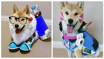 cosplay, game online, game mobile, game di động, gmo, tải game, game pc, coser, game ios, cosplay game, game mobile mới, tin game mobile, cosplayer, game android, game mobile hay, tải game miễn phí, tổng hợp cosplay, hậu trường cosplay, hau truong cosplay, tong hop cosplay, tin game mới, overwatch, tin game mobile online, overwatch 2016, huong dan overwatch, hướng dẫn overwatch