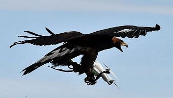 drone, công nghệ, pháp, đại bàng