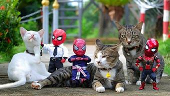 người nhện, spider-man, spider - man, nhân vật siêu anh hùng, ảnh chế spider-man, ảnh siêu anh hùng, ảnh chế siêu anh hùng, ảnh chế người nhện, người nhện giải cứu thế giới, bộ ảnh spiderman