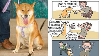 cậu vàng, phim cậu vàng, cậu vàng lão hạc, cậu vàng của lão hạ, phim lão hạc, chú chó shiba, ảnh chế chó shiba, ảnh chế chú chó shiba, diễn viên chính cậu vàng, chó shiba vào vai cậu vàng, chú chó thủ vai cậu vàng