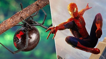 marvel, người nhện, disney, spider-man, iron man, sony, siêu anh hùng marvel, phim siêu anh hùng, stan lee, mcu, spider-man: homecoming, tom holland, spider-man: far from home, vũ trụ điện ảnh marvel