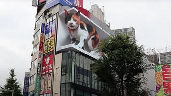 mèo, tokyo, mèo 3d, shinjuku, cross shinjuku vision